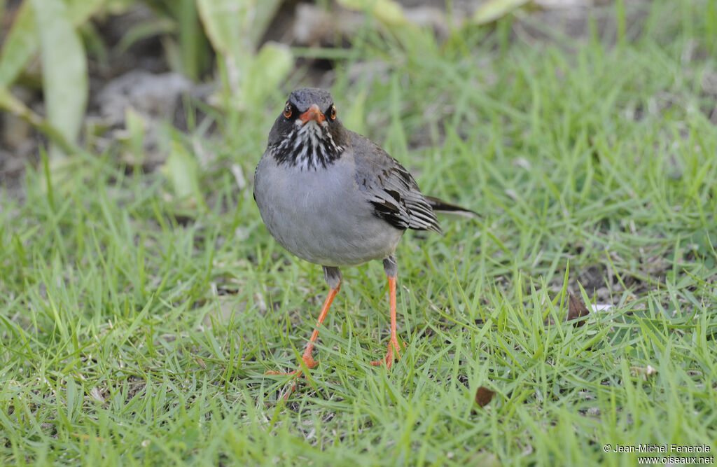 Red-legged Thrush