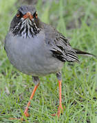 Red-legged Thrush