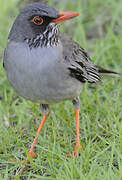 Red-legged Thrush