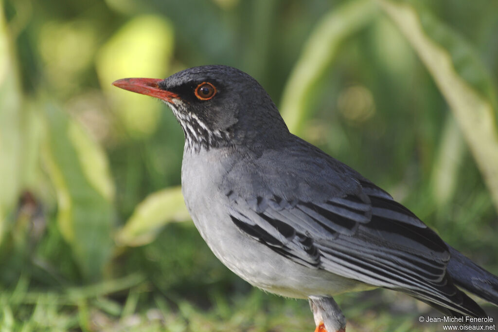 Red-legged Thrush