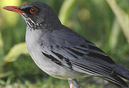 Red-legged Thrush