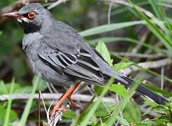 Red-legged Thrush