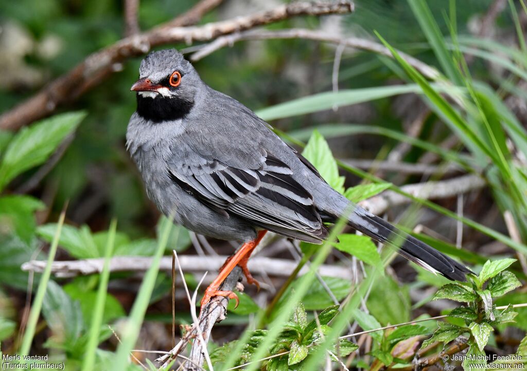 Red-legged Thrush