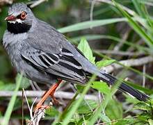 Red-legged Thrush