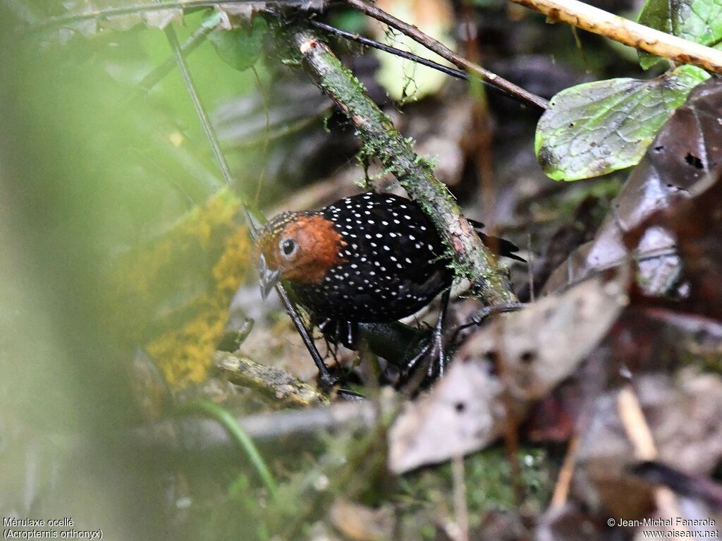 Ocellated Tapaculo