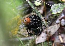 Ocellated Tapaculo