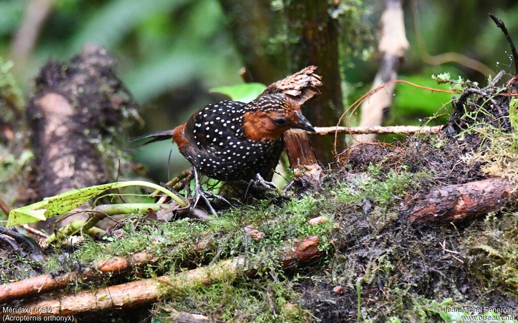 Ocellated Tapaculo