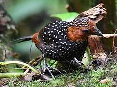 Ocellated Tapaculo