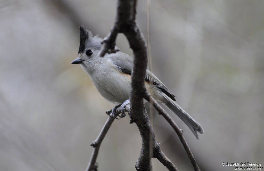 Mésange à plumet noir