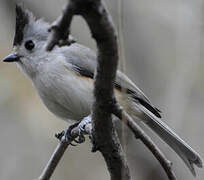 Black-crested Titmouse