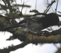 Mésange à ventre blanc