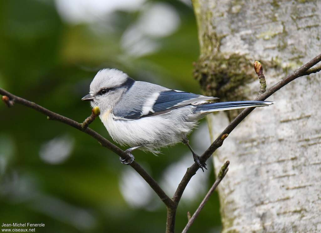 Mésange azuréeadulte nuptial, identification