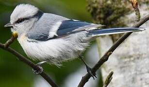 Mésange azurée