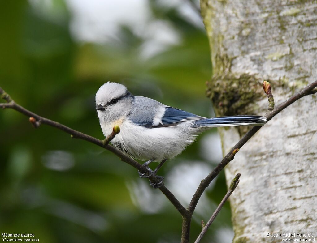 Mésange azurée