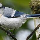 Mésange azurée