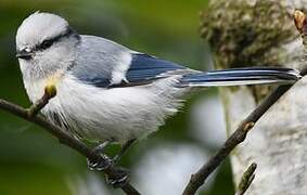 Azure Tit