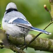 Azure Tit