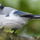 Mésange azurée