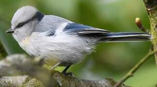 Azure Tit