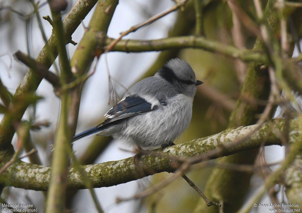 Mésange azurée