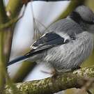 Mésange azurée