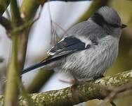 Mésange azurée