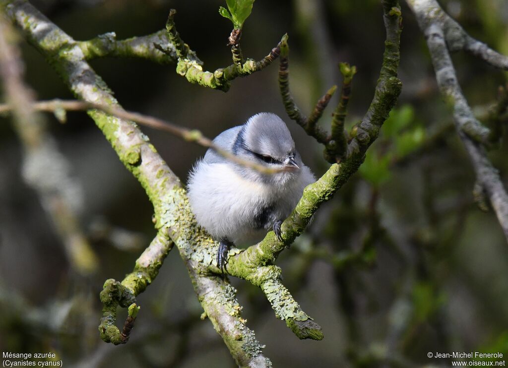 Azure Tit