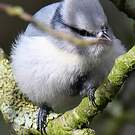 Mésange azurée