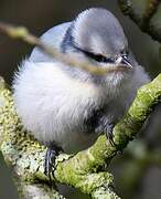 Azure Tit