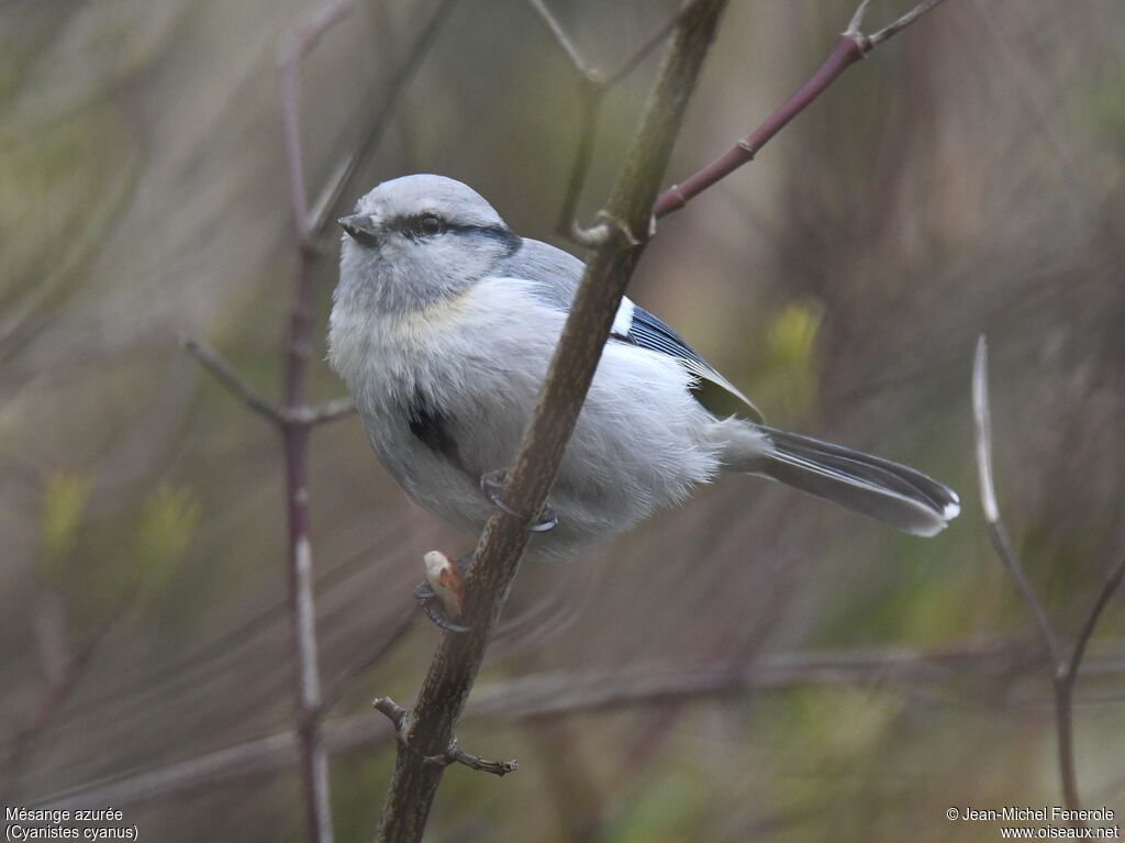 Mésange azurée