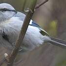 Mésange azurée