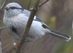 Azure Tit