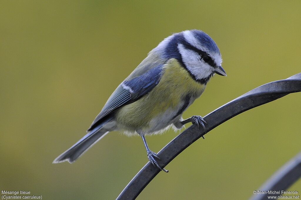 Eurasian Blue Tit