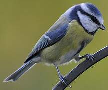 Mésange bleue