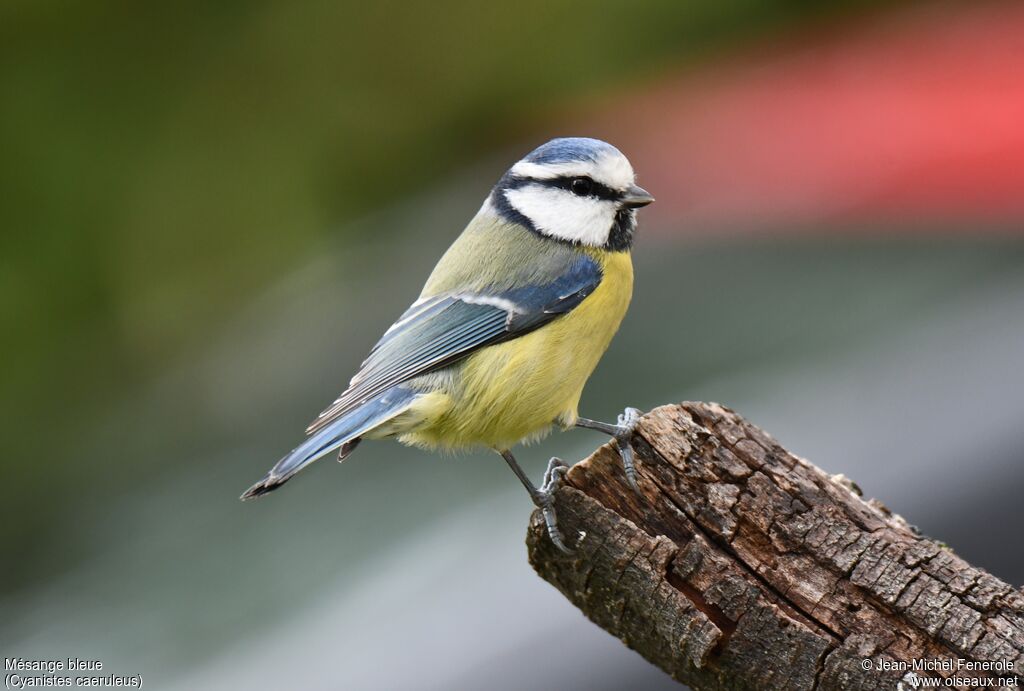 Eurasian Blue Tit