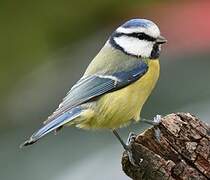 Eurasian Blue Tit