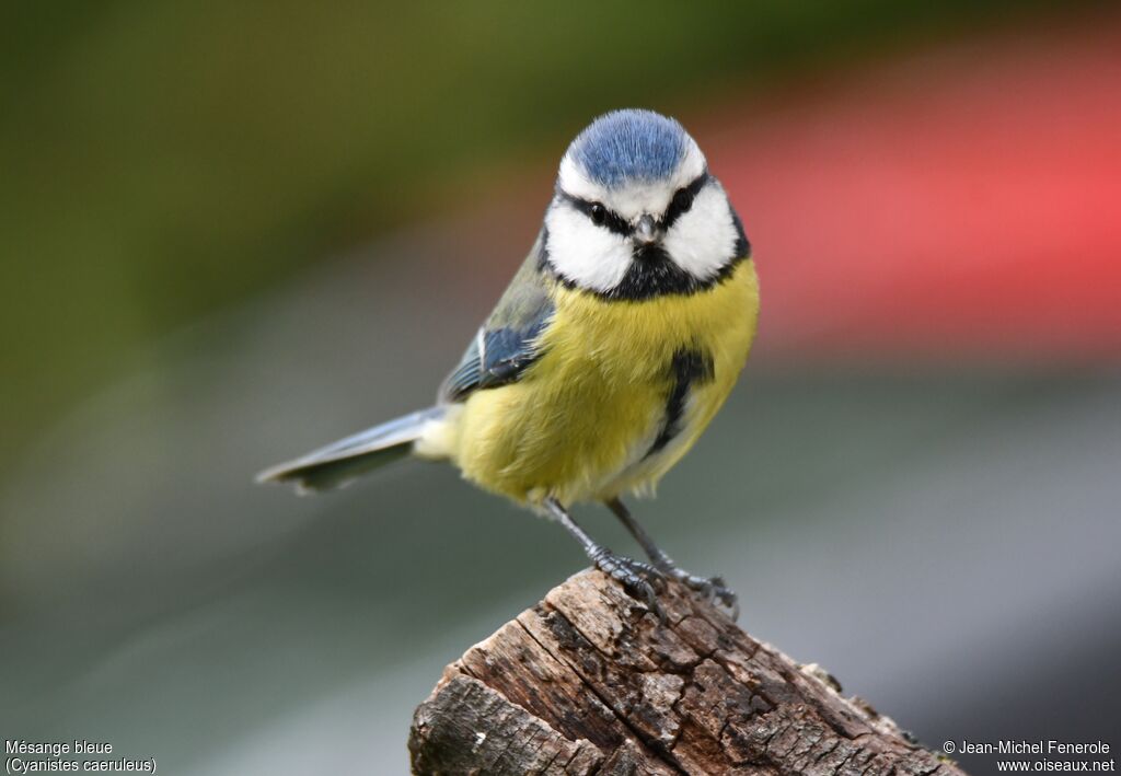 Mésange bleue