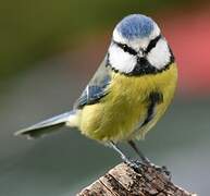 Eurasian Blue Tit