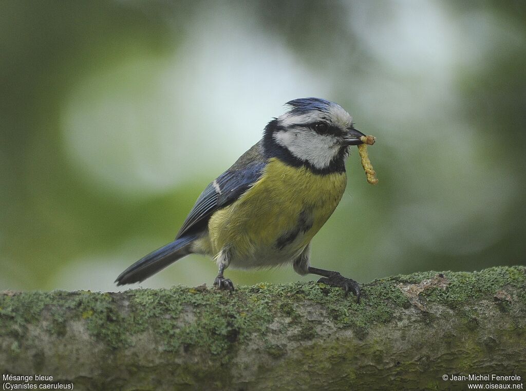 Mésange bleue