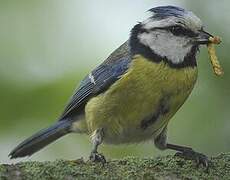 Mésange bleue