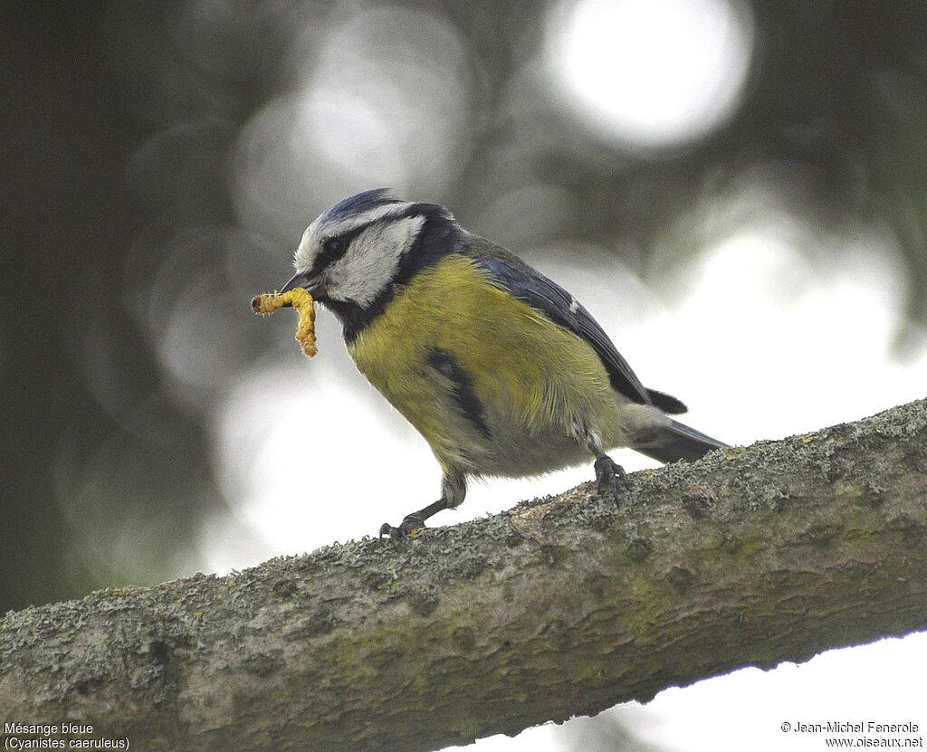 Mésange bleue