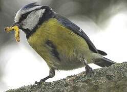 Eurasian Blue Tit