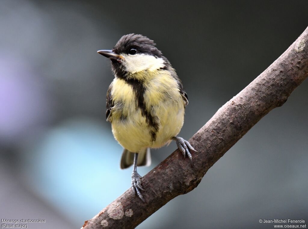 Mésange charbonnière