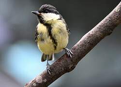 Great Tit