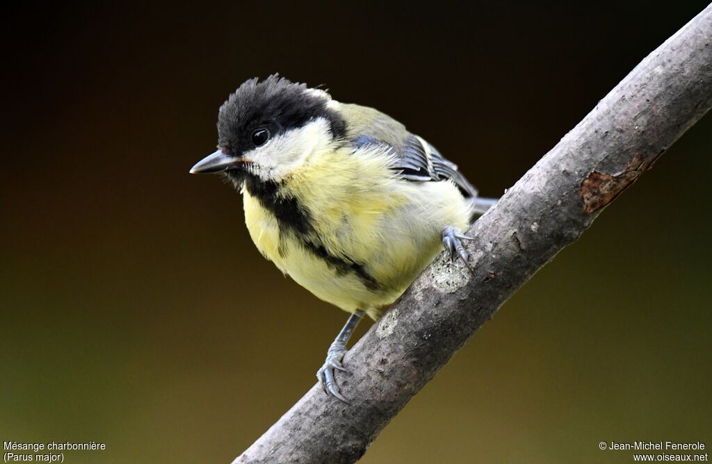 Mésange charbonnière