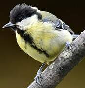 Great Tit