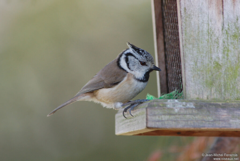 Mésange huppée