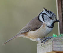 Crested Tit