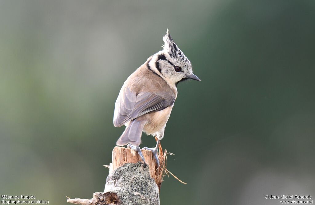 Crested Tit