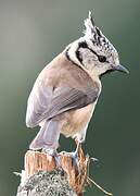 European Crested Tit